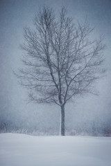 Fototapeta na wymiar Tree in winter