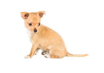 Obraz premium chihuahua puppy (3 months) in front of a white background