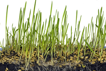 Obraz premium Growing wheat in six stages, stage three