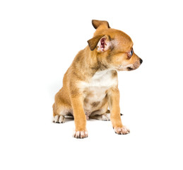 chihuahua puppy in front of a white background