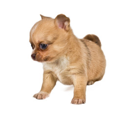 chihuahua puppy in front of a white background