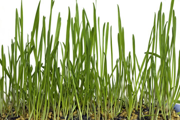 Growing wheat in six stages, stage five