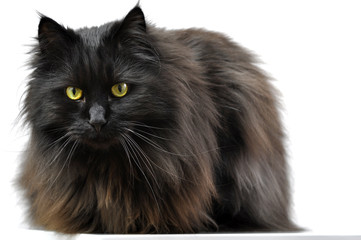 Maine Coon
