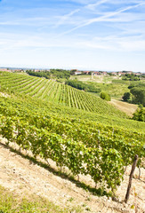 Fototapeta na wymiar Włochy - region Piemont. Vineyard Barbera