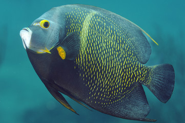 Large French Angelfish swimming in the vicinity of a coral reef.