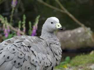 Oiseau Céréopse cendré