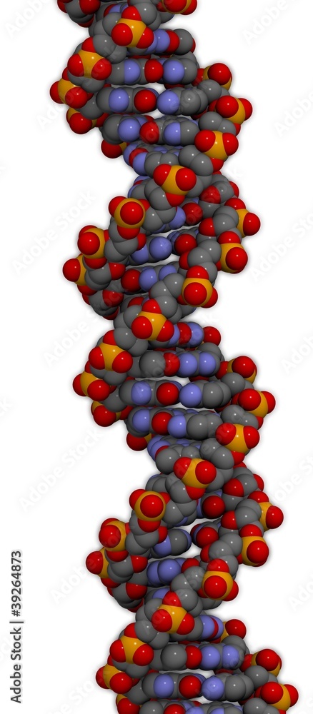 Poster DNA structure