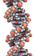 DNA structure