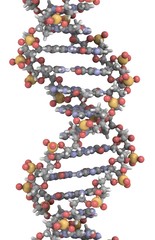 DNA structure