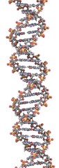 DNA structure
