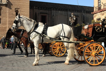Obraz premium horse carriages in Seville