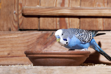 Young blue budgie