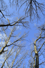 trees