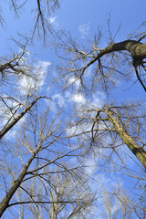 trees