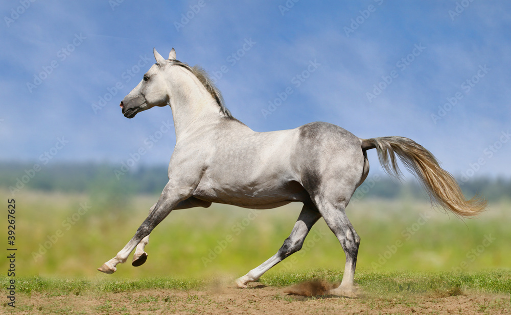 Wall mural white horse