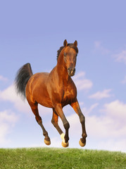 bay arab stallion