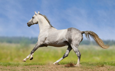 Fototapeta na wymiar biały koń