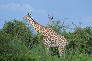 Giraffe - Safari in Afrika