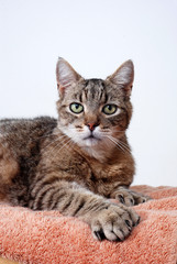 Grey tabby cat portrait