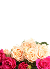 White and pink roses isolated on white