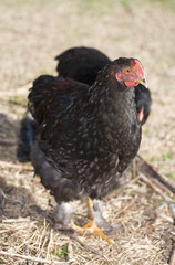 Black chicken