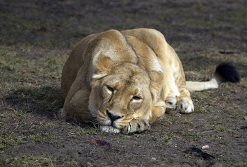 Lion