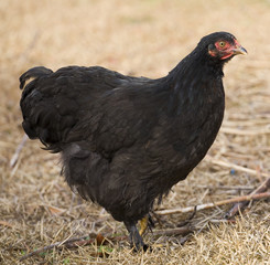 Black chicken