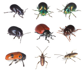 Collection of leaf beetles (Chrysomelidae)