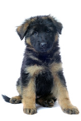 chiot berger allemand