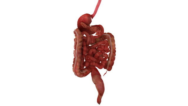 Human digestive system