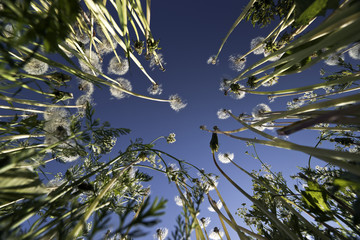 Faded dandelions