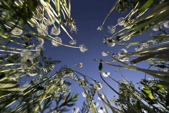 Fototapeta Faded dandelions