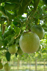 fresh green passion fuit tree close up