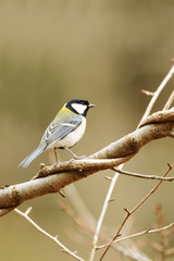 止まり木のシジュウカラ
