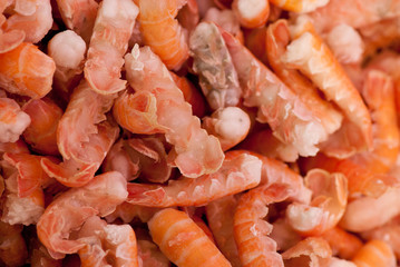 scampi