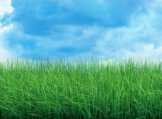 Obraz na płótnie Canvas Green field with blue sky