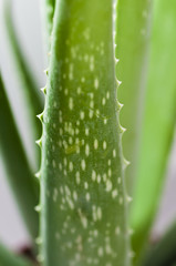 leaf of aloe