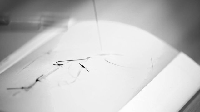 student practice suturing