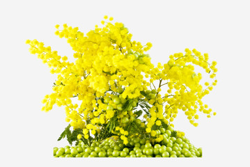 mimosa-verde