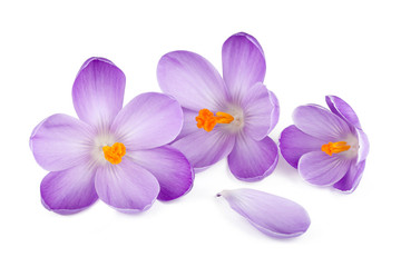 Obraz premium Crocus