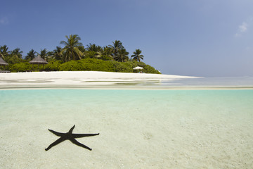 Fototapeta na wymiar Seastar w niebieskiej laguny