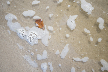 autumn leaf in the tide