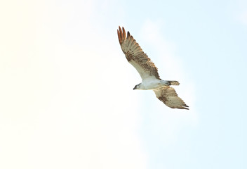 Obraz premium Osprey (Pandion haliaetus)