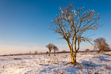 Bare solitary trees in winter