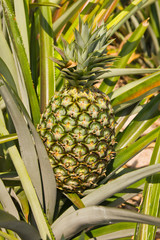 Obraz premium pineapple