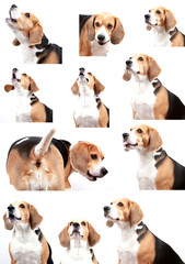 Beagle dog isolated on white background