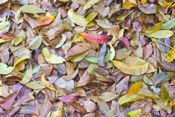 dried leaves for background