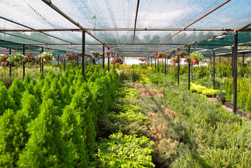 The nursery of plant