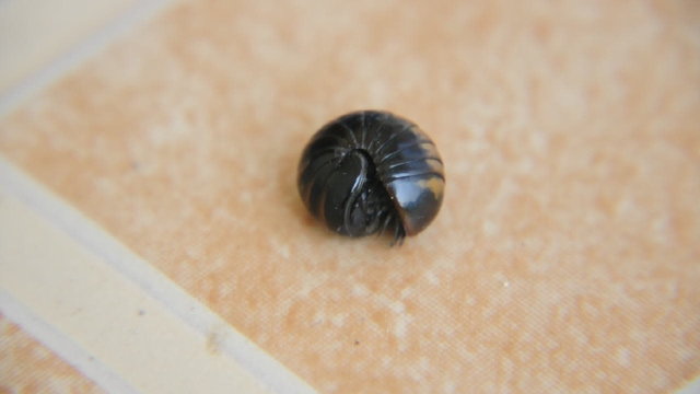 Pill bug defending itself by rolling into a bal