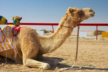 Rolgordijnen Kameel Robot kameel racen